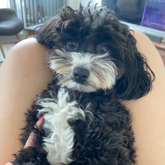 Tommy Cavoodle lost 11 jan